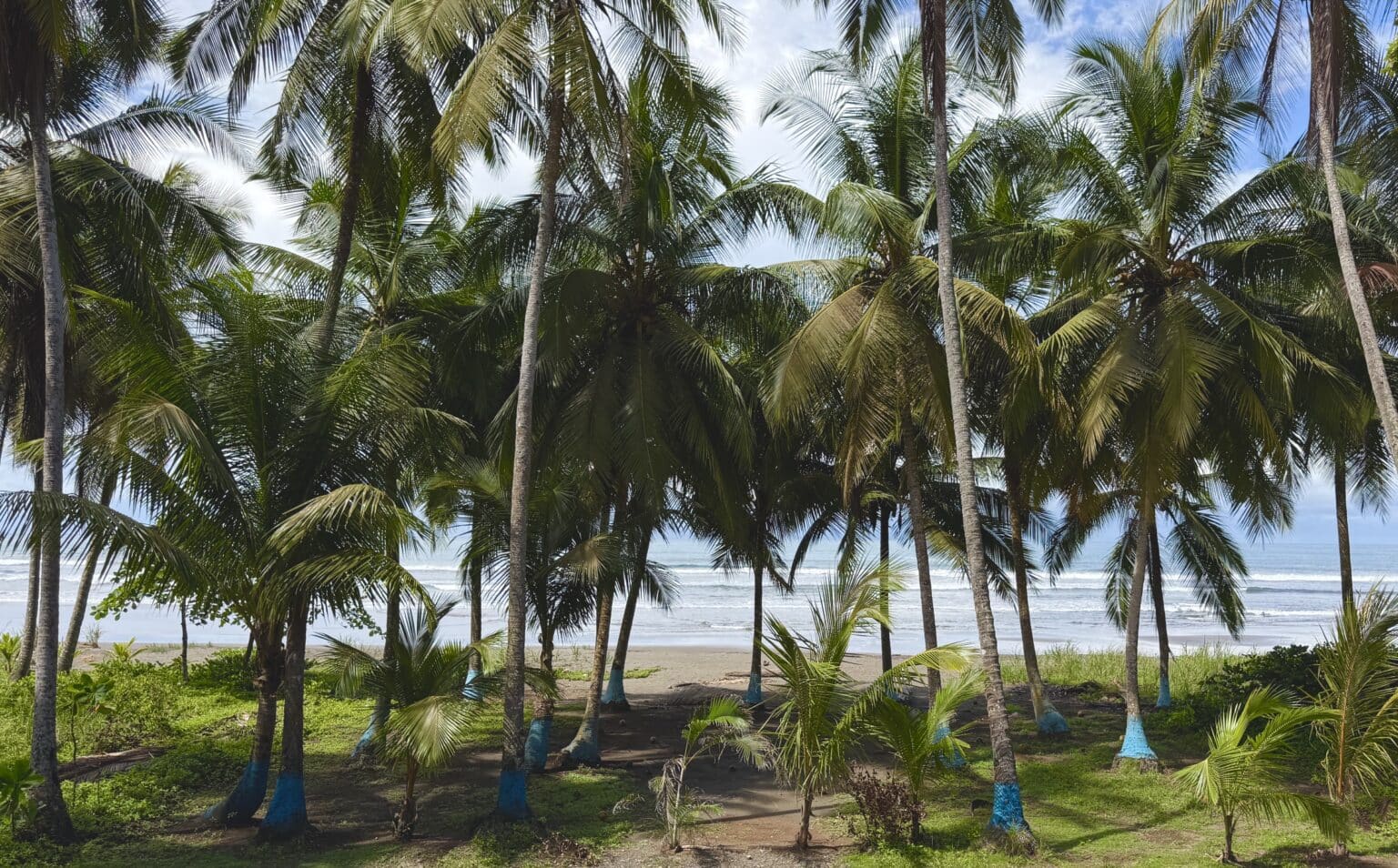 Coconut palms lining the black-sand beach at Jaco